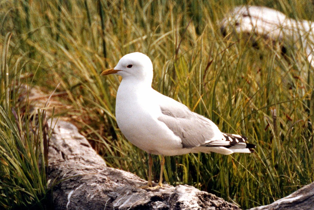 Gull, Mew 2 B02P45I01.jpg - Mew Gull